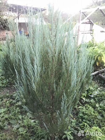 Можжевельник блю эрроу высотой 1,5м