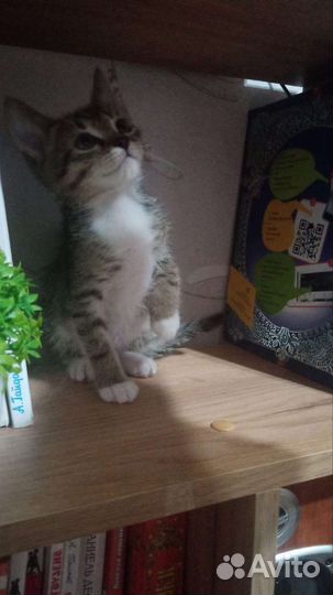 Котенок мальчик