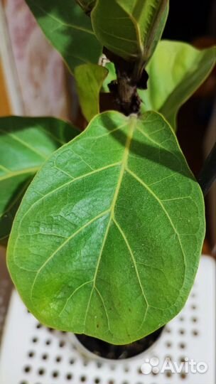 Фикус Лирата колумнарис