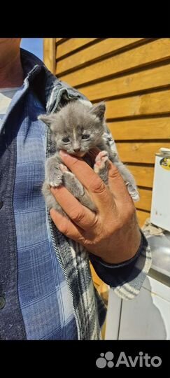 Котята в хорошие руки