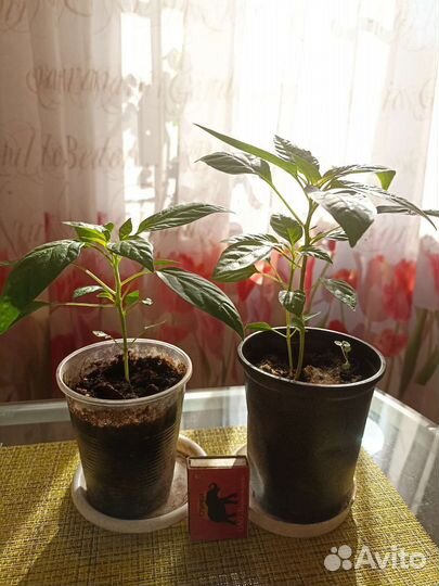 Перец комнатный острый