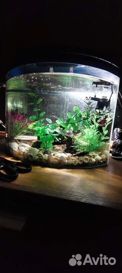 Аквариум