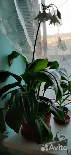 Эухарис амазонская лилия