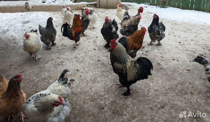 Молодые петухи