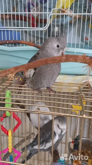 Корелла безщекий