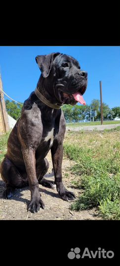 Кане Корсо вязка