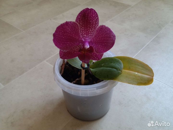 Орхидея фаленопсис