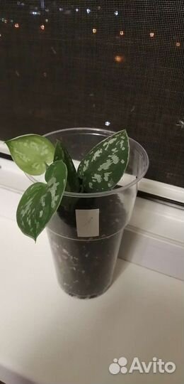 Сциндапсус