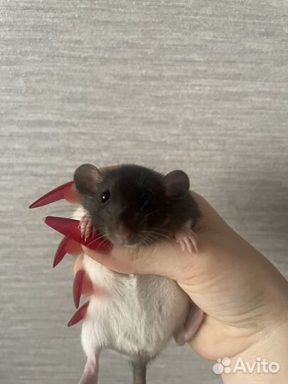 Крыса дамбо