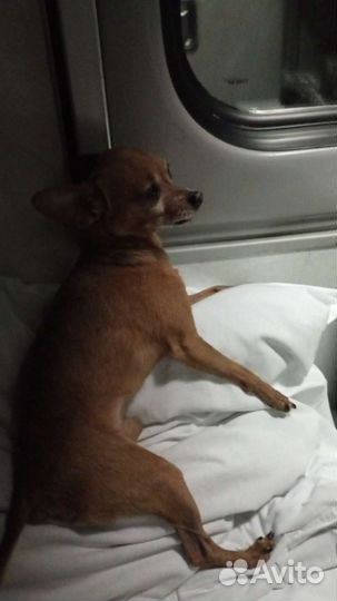 Мини той-терьер вязка