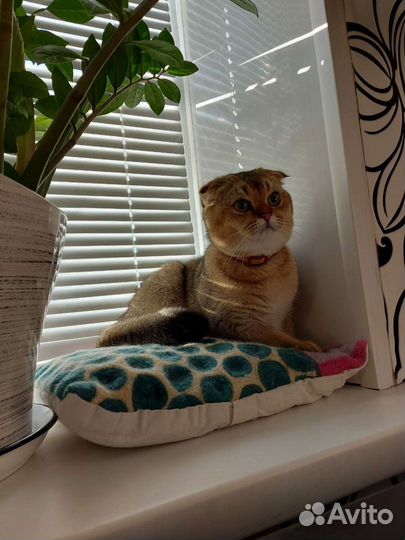 Шотландская золотая шиншилла вязка