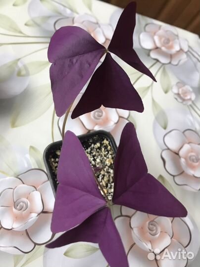 Комнатные растения цветы