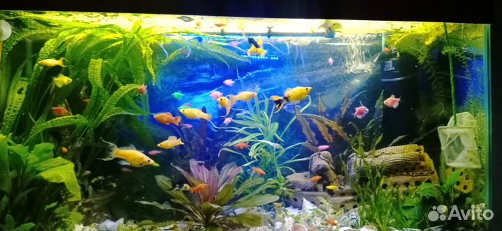 Аквариумные рыбки