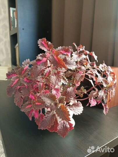 Колеус отростки