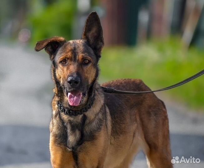 Немецкая овчарка