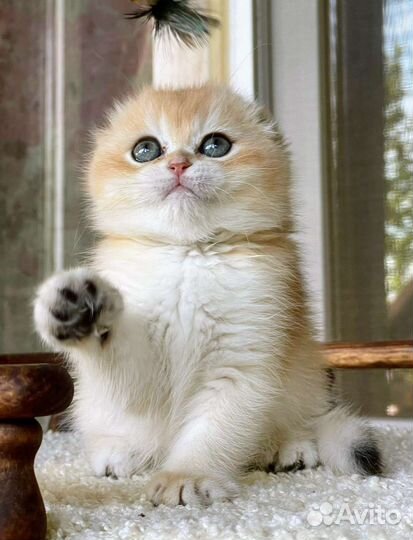 Шотландская вислоухая кошка ny12