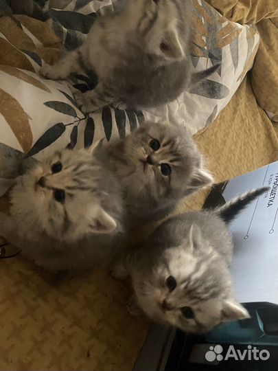 Британские котята