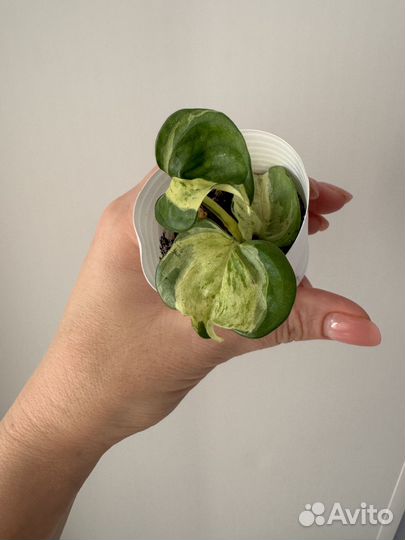 Эпипремнум марб эппл, хэппи лиф