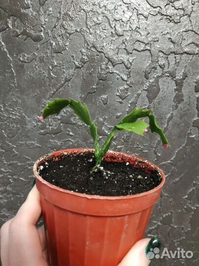 Декабрист шлюмбергера