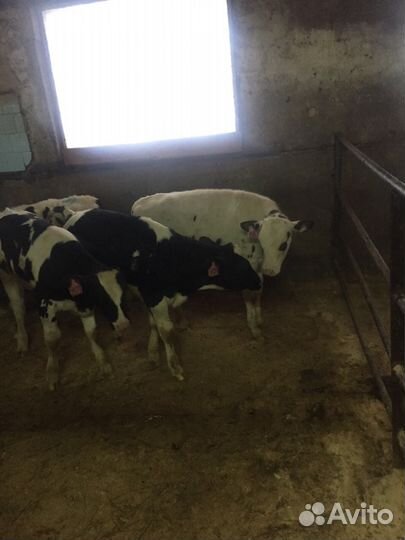 Бычки телки