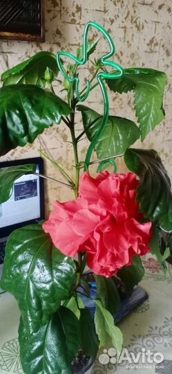 Махровая китайская роза(гибискус). Подростки