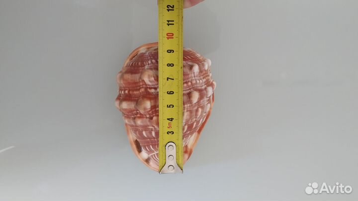 Морские ракушки