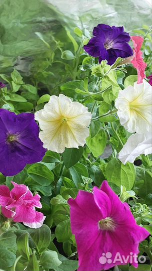 Рассада цветов