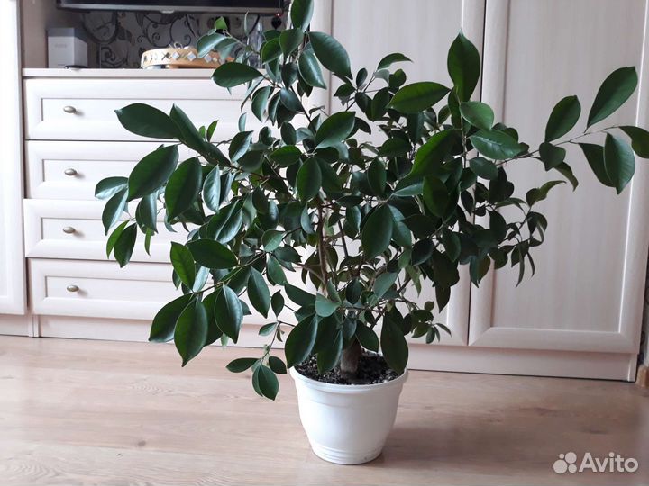 Фикус микрокарпа