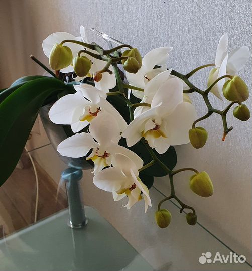 Орхидея фаленопсис белая