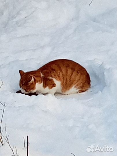Молодой кот в добрые руки