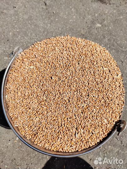 Зерно овес 8, пшеница 9