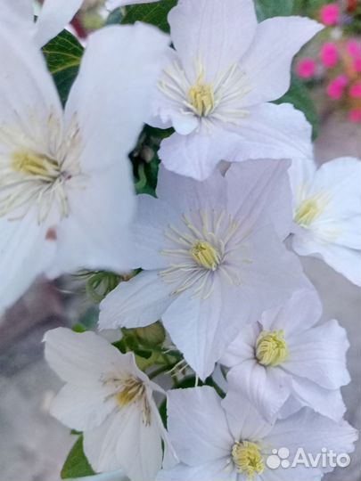 Клематис белый