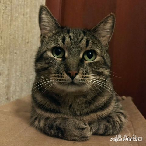 Идеальный кот