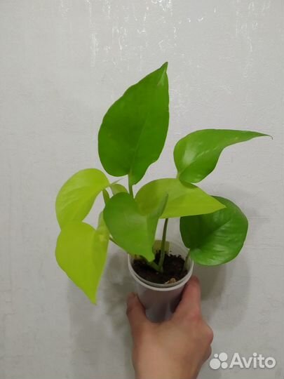 Филодендрон и др