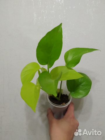 Филодендрон и др