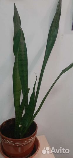 Комнатные растения Тещин язык