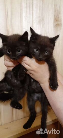 Настоящие дети кошки Сарайки