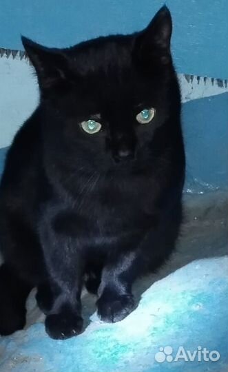 Котику нужен дом