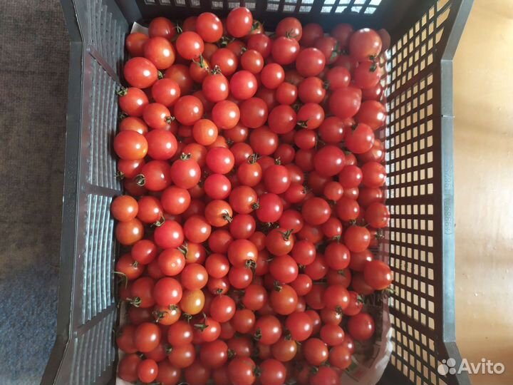 Помидоры