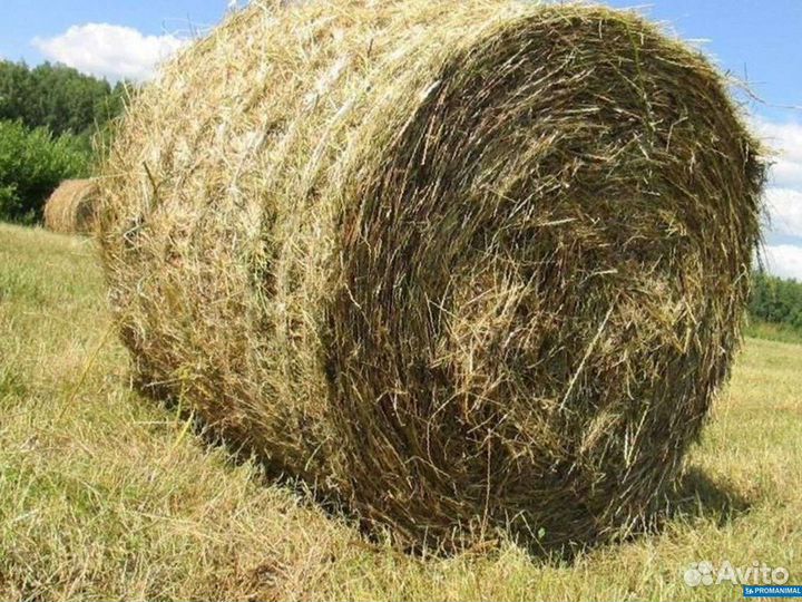 Ячмень, Овёс, Гранулы, Дроблёнка, Сено в рулонах