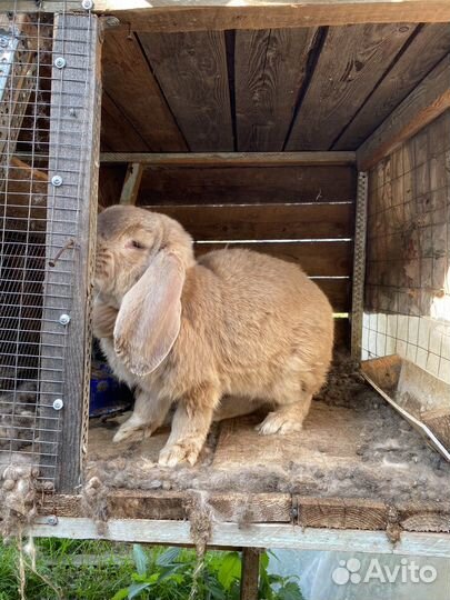 Кролики бараны