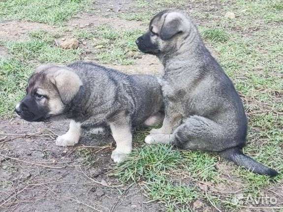 Щенки Восточно-европейская овчарка