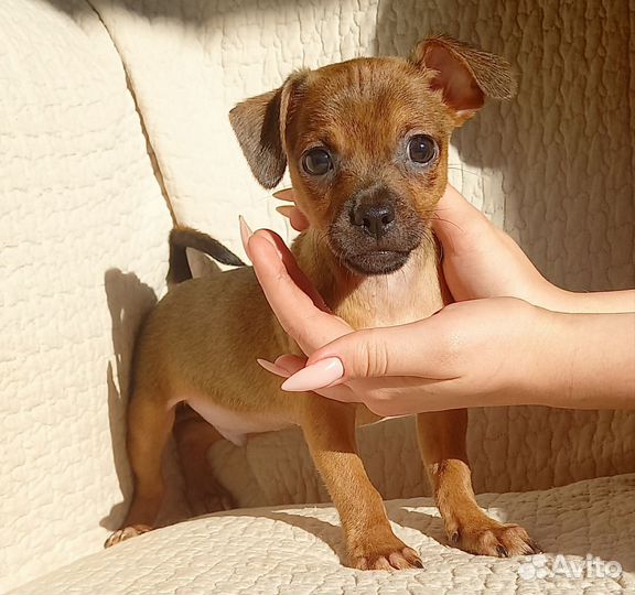 Собаки улыбаки