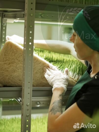 Витграсс, барлейграсс, витрут, броккграсс