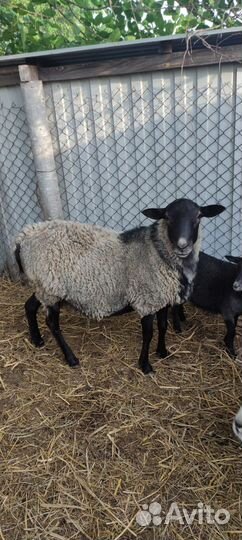 Овцы бараны на племя