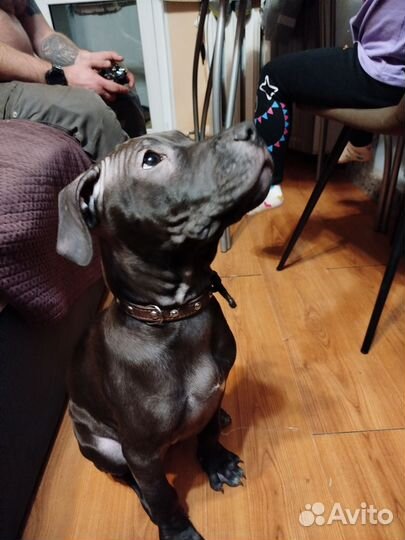 Щенок 3 месяца