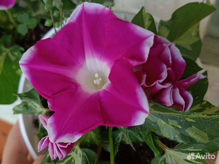 Ипомея вариегатная