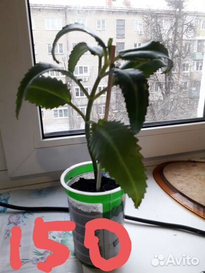 Каланхоэ лечебное