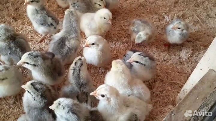 Цыплята борковская барвистая