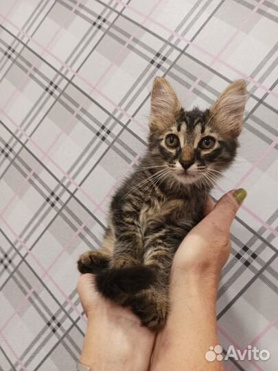 Матильда в дар